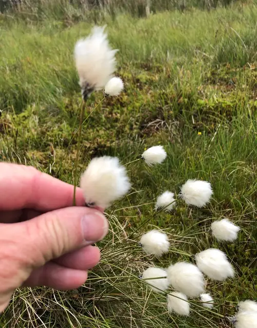 Scheuchzer's cotton-grass