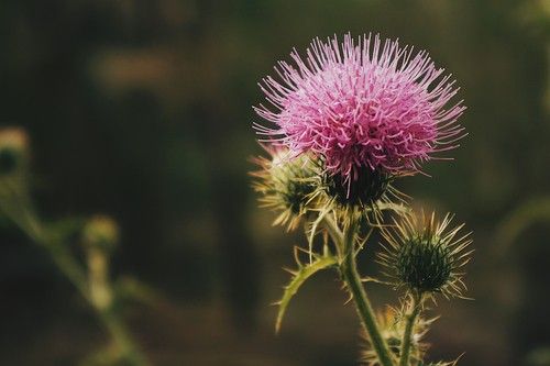 5茎実乾燥アザミの花黒白漂白テキサス産アザミの包み-白