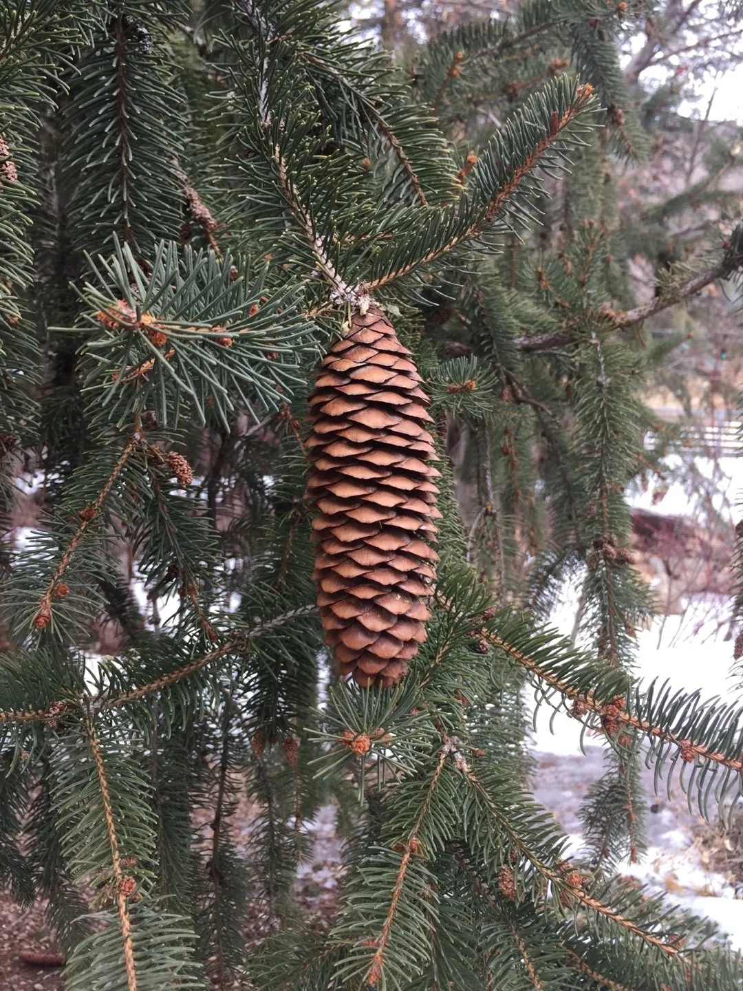 ドイツトウヒの判定方法 (Picea abies)