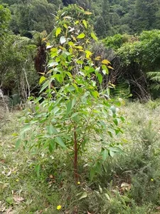 How to Transplant Messmate? (Ideal time, Methods, and Post Care)
