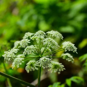 Semillas De Cicuta Maculata (Cicuta Acqua), Paquete De 200 Unidades, Fácil De Cultivar En Distintos Suelos