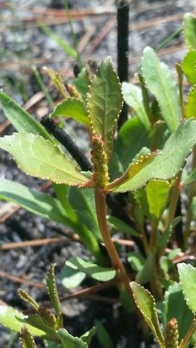 Entdecken Sie die erstaunlichen Vorteile von Stillingia sylvatica