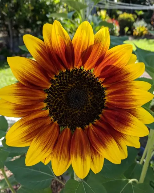 Helianthus annuus 'Ring of Fire'