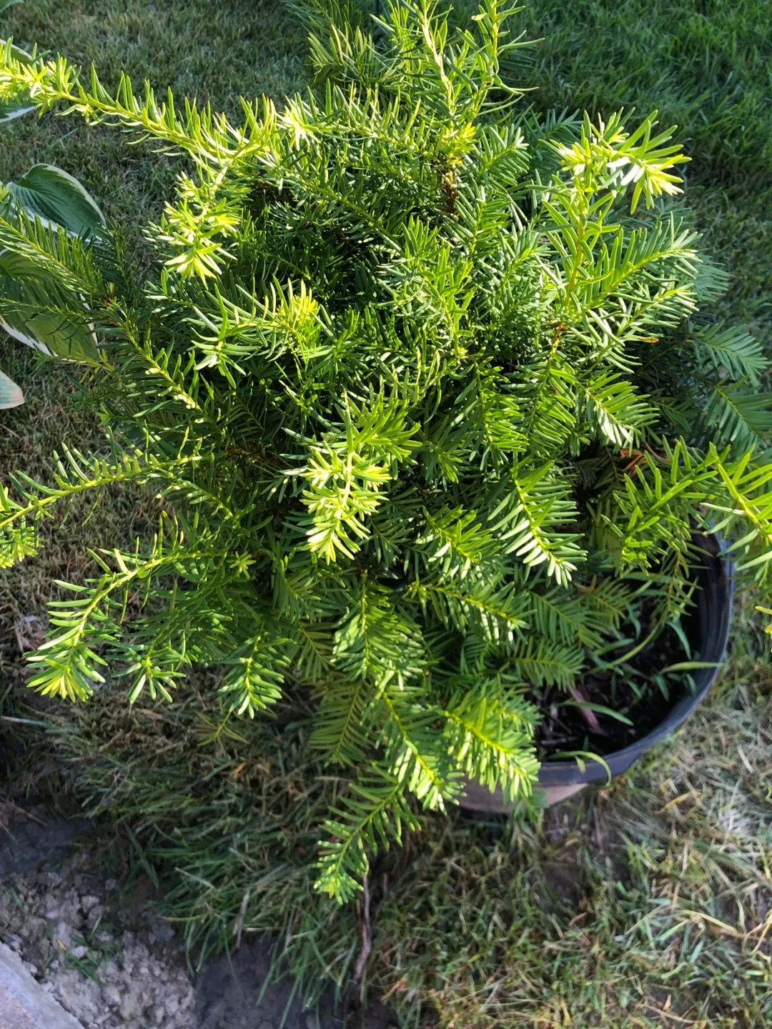イチイ（一位）の判定方法 (Taxus cuspidata)
