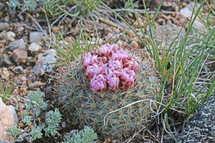 Simpson's pincushion cactus