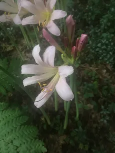 ナツズイセン（夏水仙）の育て方・栽培方法