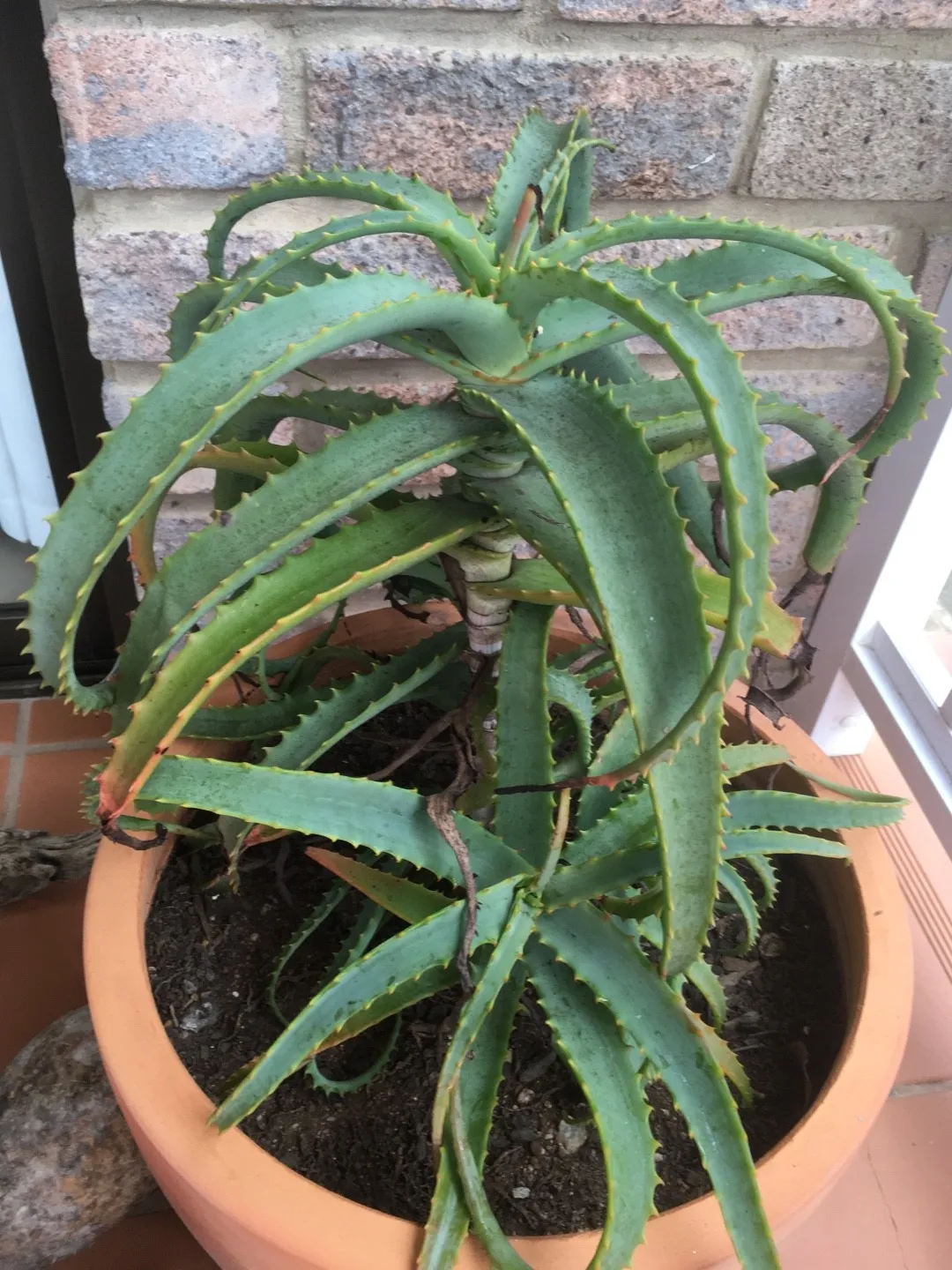 aloe vera mist Bodhi Tree Organic Aloe Vera Mist