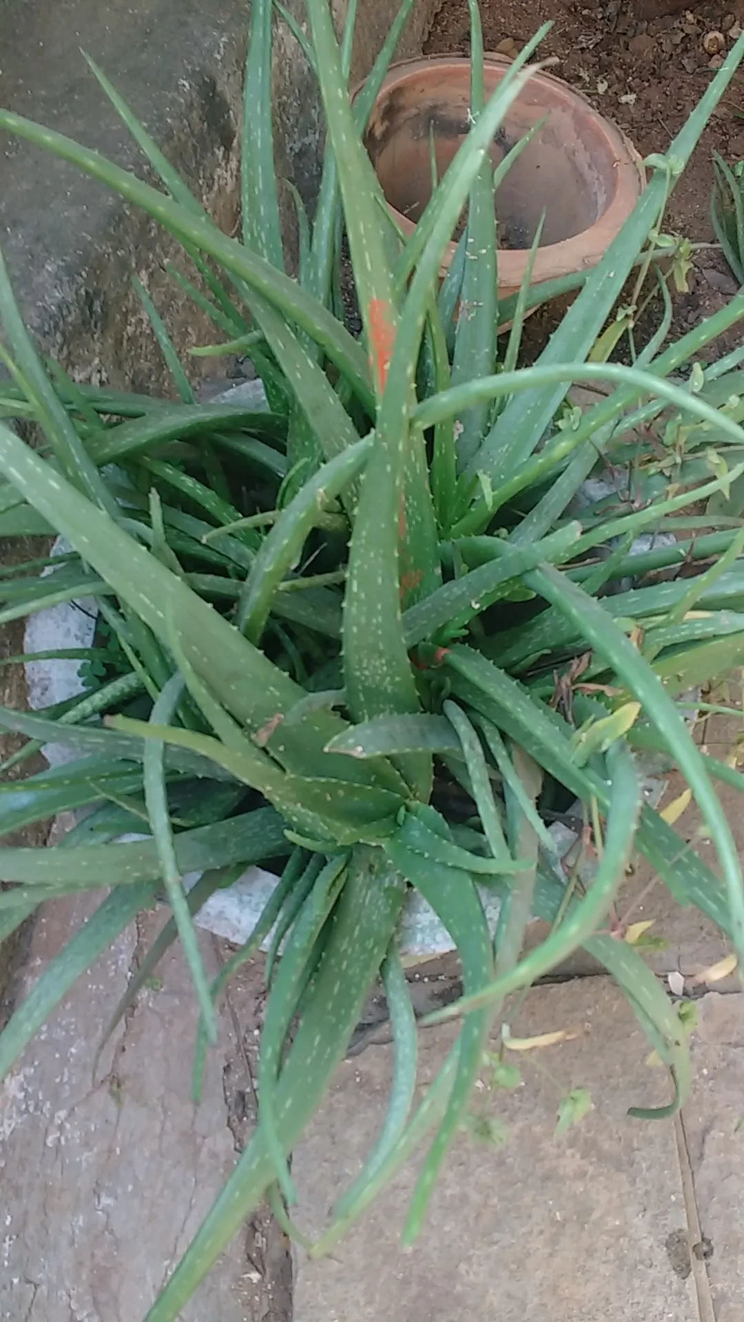 So identifizierst du Echte Aloe (Aloe vera)