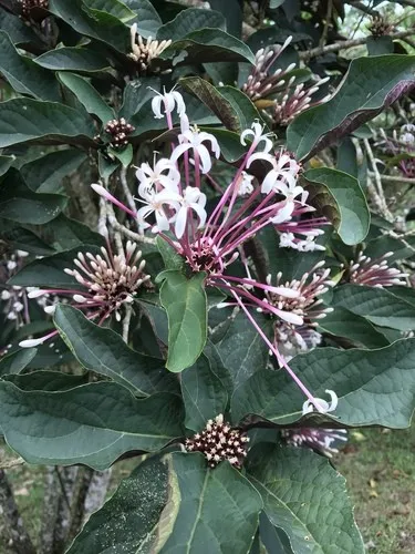 リトグラフ　一輪の花　クロード　コムレ リトグラフ 一輪の花 クロード コムレ