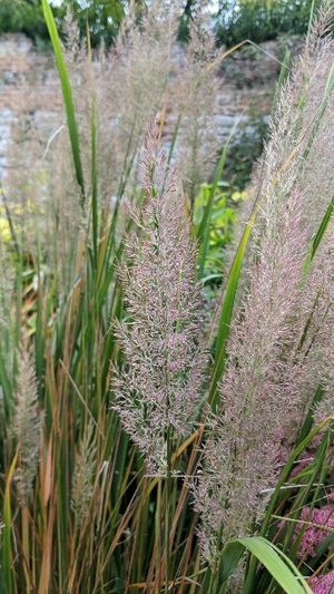 🍀 How to Grow and Care for Rough small-reed