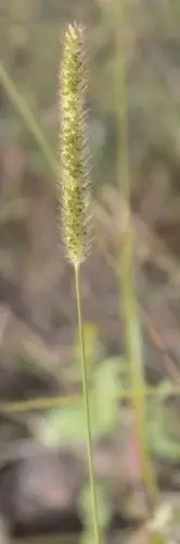 Setaria macrostachya