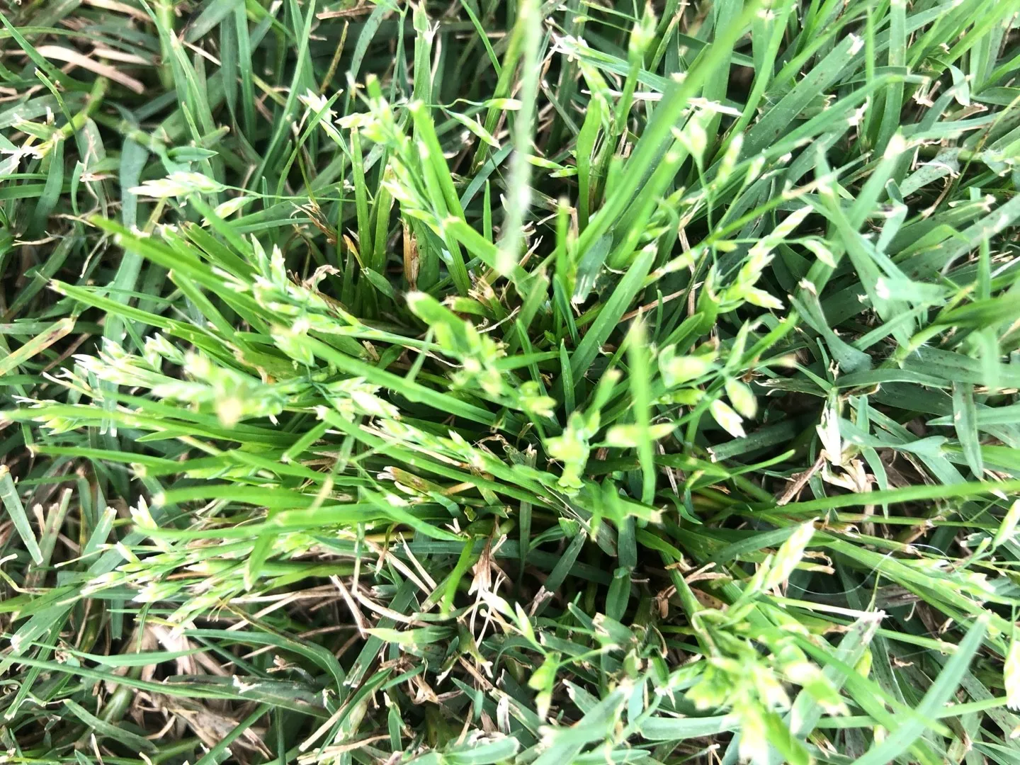 如何識別早熟禾(Poa annua)