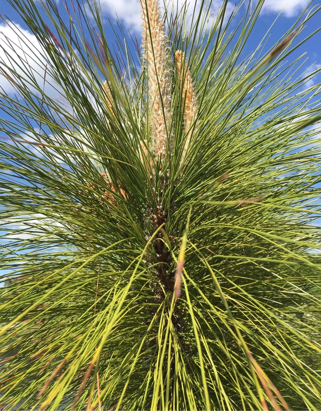 ダイオウショウ (大王松)の判定方法 (Pinus palustris)
