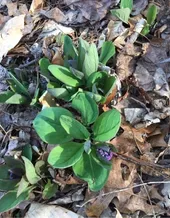 バージニア・ブルーベルの判定方法 (Mertensia virginica)