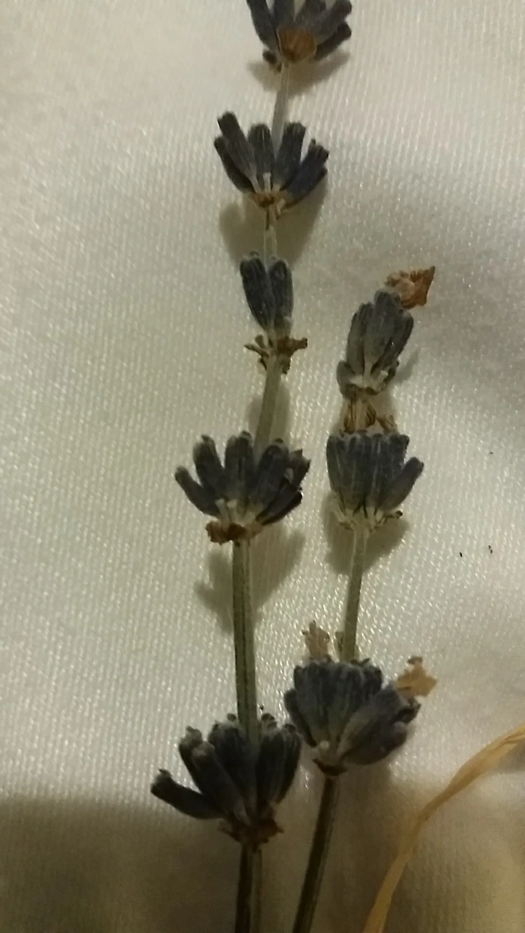 Come identificare Lavanda officinale (Lavandula angustifolia), image size:1080x1920