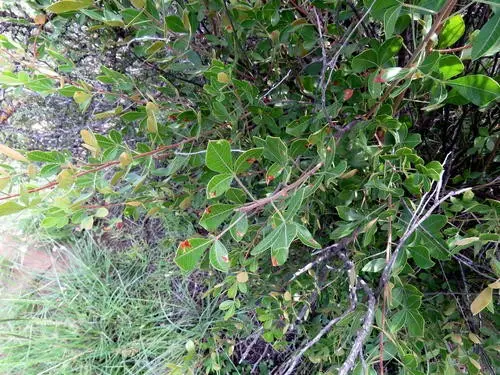Common wild-currant