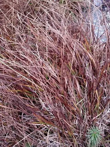 Carex de bigelow