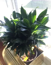 So identifizierst du Duftender Drachenbaum (Dracaena fragrans)