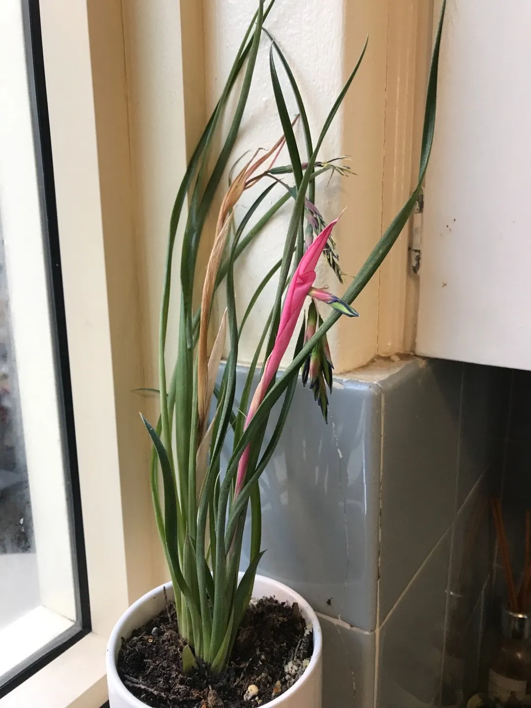 ヨウラクツツアナナス（瓔珞筒アナナス）の判定方法 (Billbergia nutans)