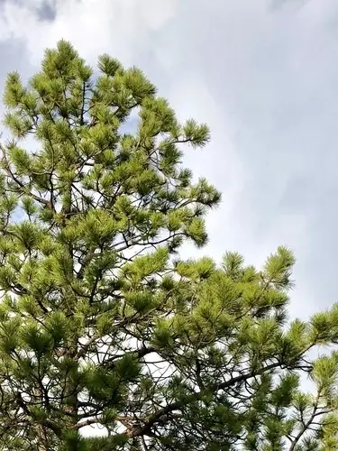 Pinus ponderosa var. scopulorum