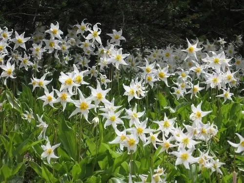 White avalanche-lily