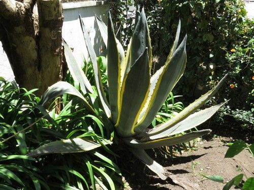 Ist Hundertjhrige Agave giftig?