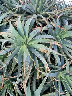 Come coltivare e curare Aloe