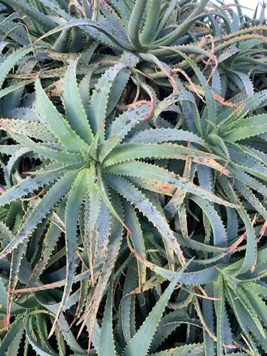 Czy rolina Aloes drzewiasty moe by trujca?