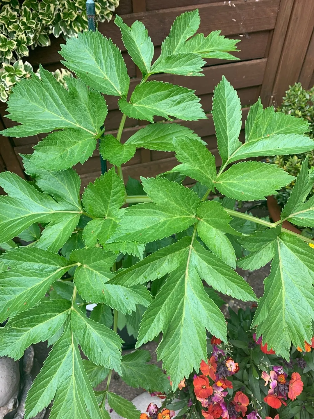 How to identify Garden angelica (Angelica archangelica)