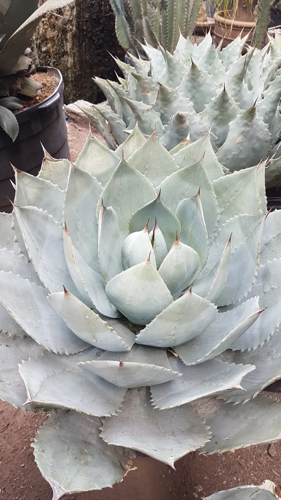 リュウゼツラン　アガベ パリー　青緑色 直径約38cm リュウゼツランアガベ パリー青緑色 直径約38cm