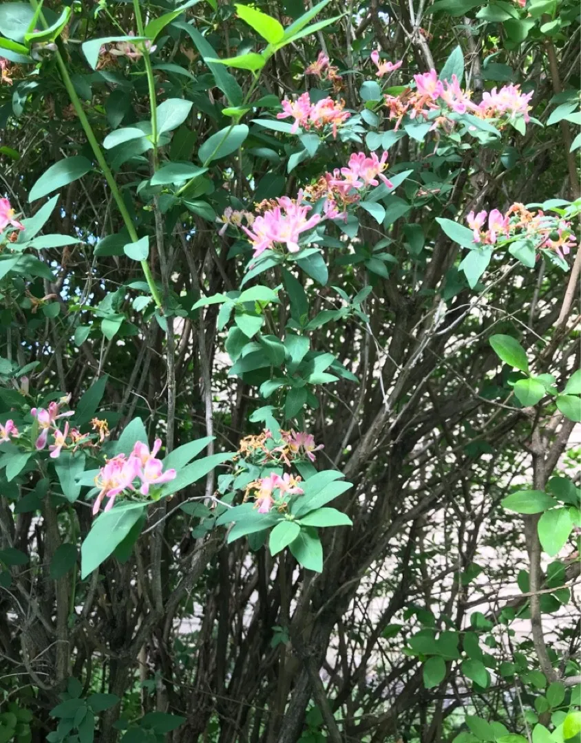 How to identify Tatarian honeysuckle (Lonicera tatarica)