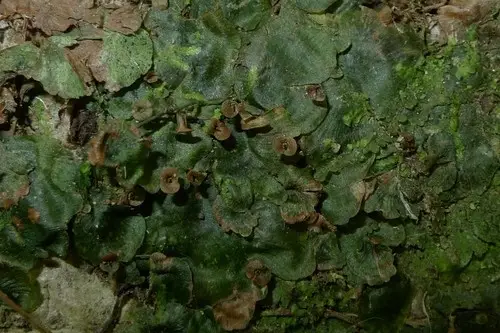 盾形單葉假脈蕨