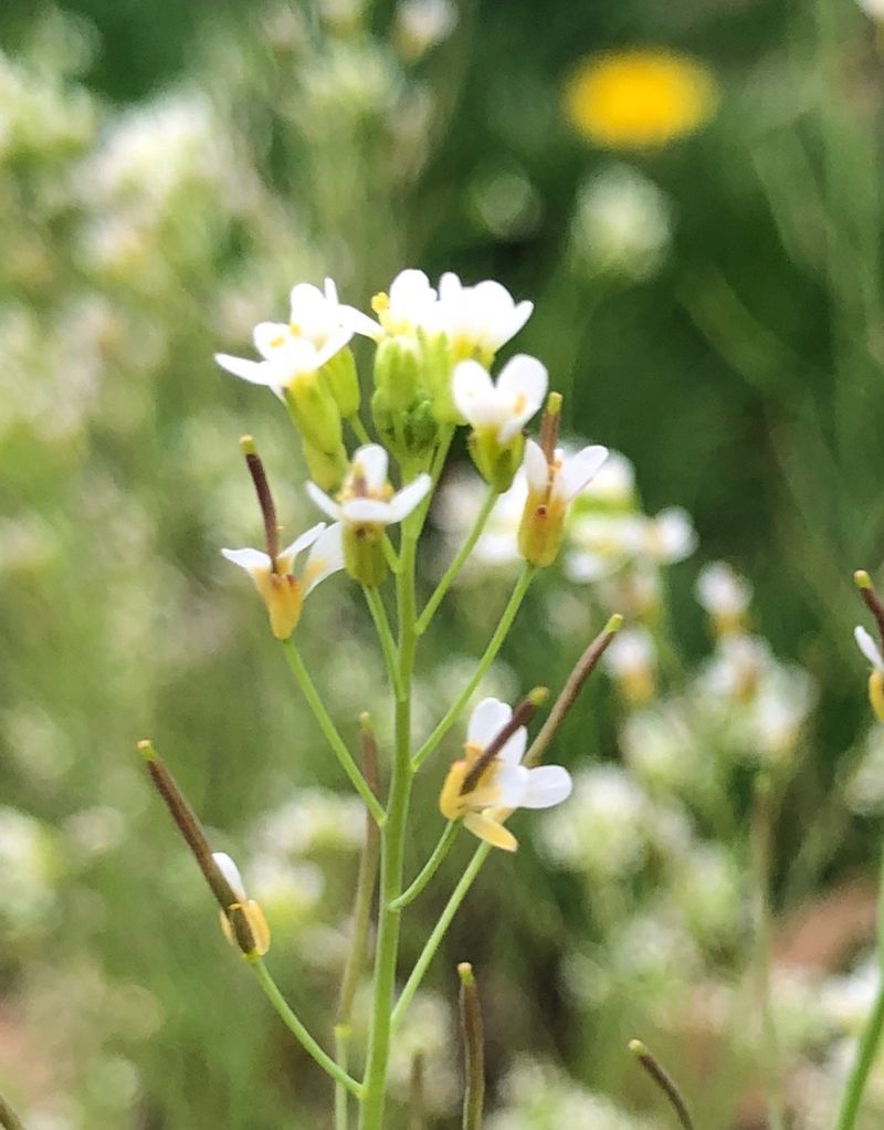 Uncover the Hidden Benefits of Annual rockcress for Your Garden and Beyond