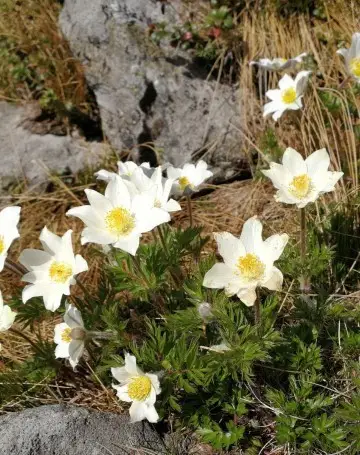 Alpen anemone