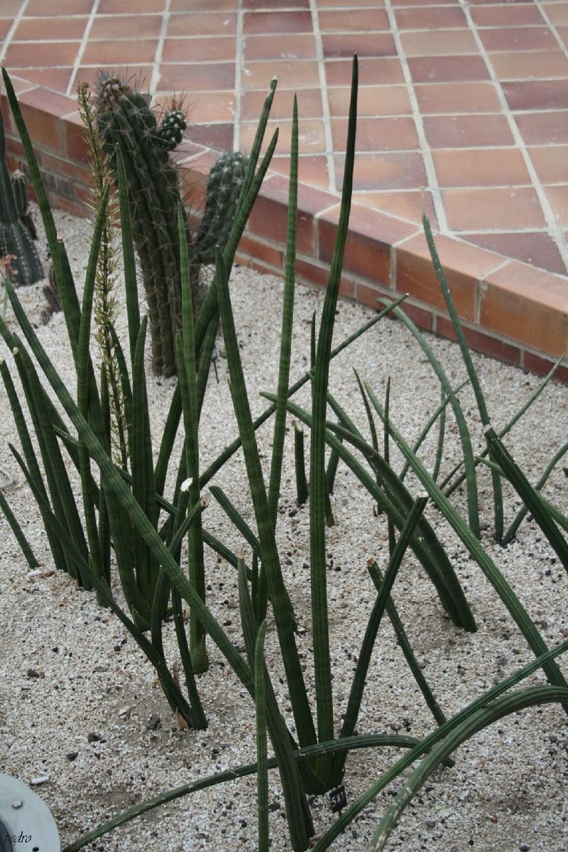 Ist Sansevieria cylindrica giftig?