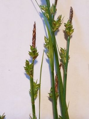 How to Grow and Care for Fibrous-root sedge