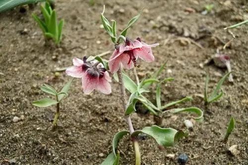 Fritillaria gibbosa