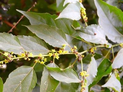 How to Grow and Care for Colubrina triflora