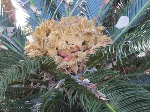 ソテツの確認用 ソテツ属 (Cycas) - PictureThis