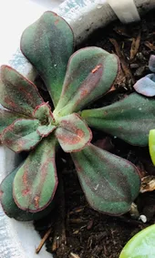 紅司の判定方法 (Echeveria nodulosa)