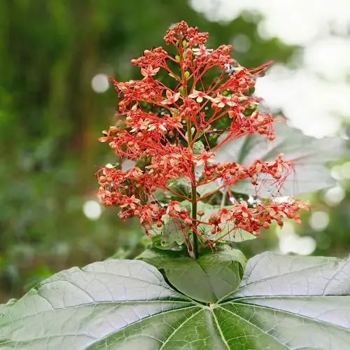 Clerodendrum japonicum