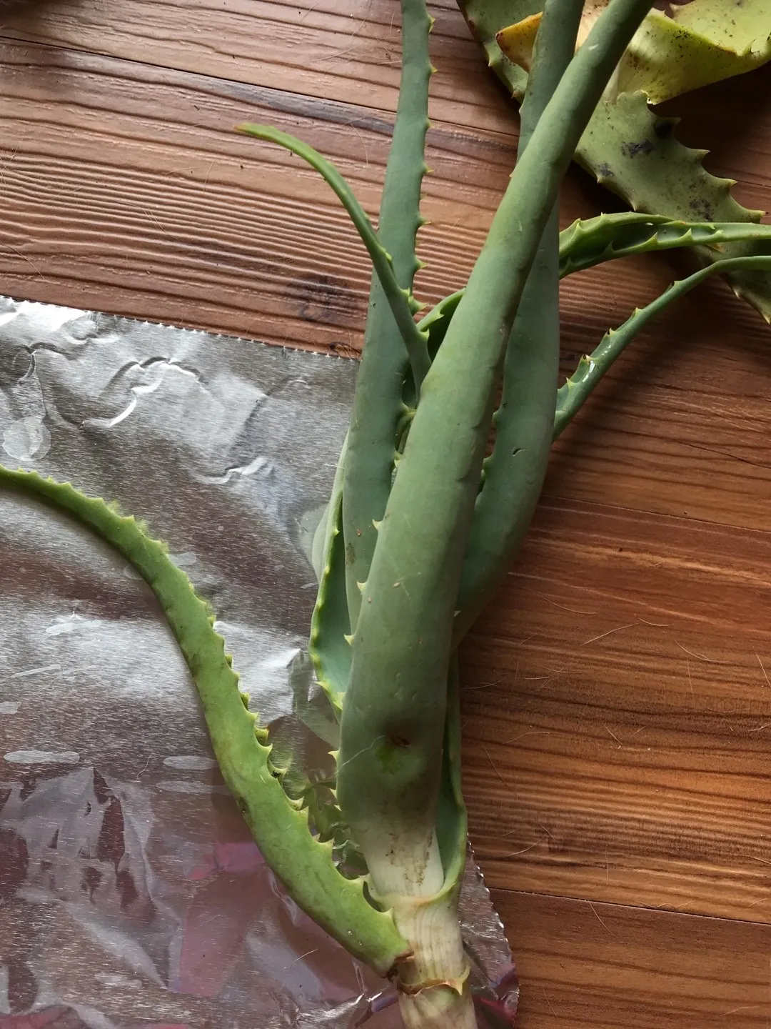 So identifizierst du Echte Aloe (Aloe vera)
