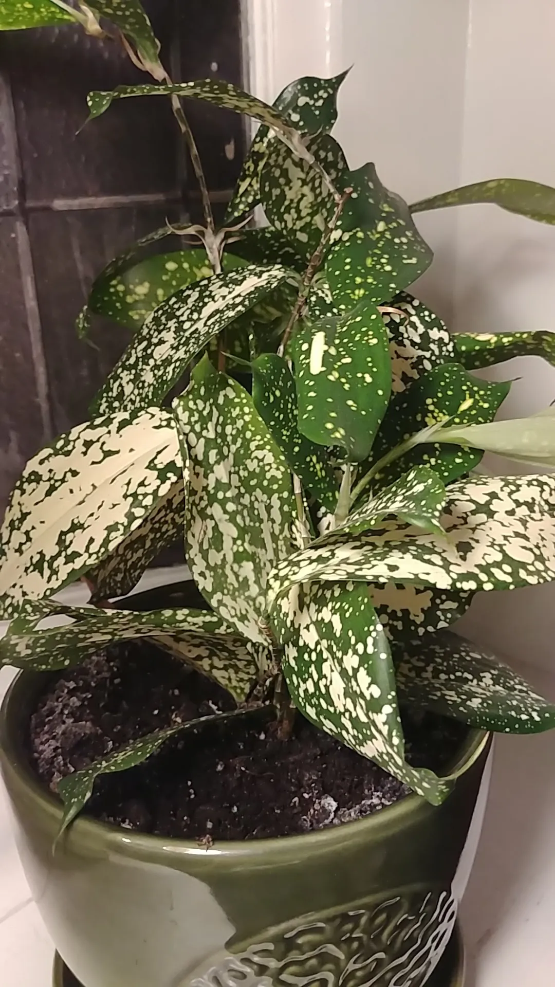 ドラセナ・ゴッドセフィアナの判定方法 (Dracaena surculosa)