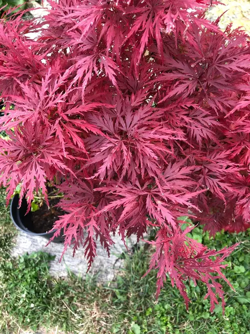 Japanese maple 'Crimson Queen'