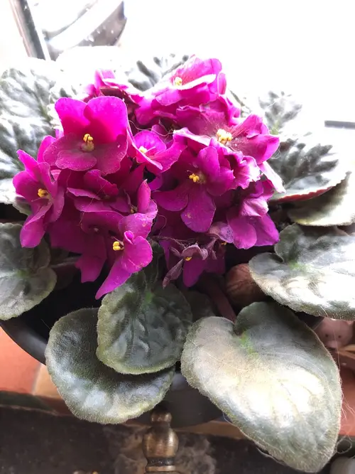 African violets 'Madison Red'