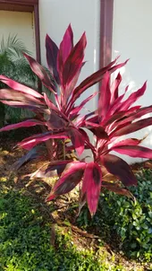 コルジリネレッドスター 開花 コルジリネ レッドスターの判定方法 (Cordyline fruticosa)