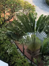 タビビトノキ（旅人の木）の判定方法 (Ravenala madagascariensis)