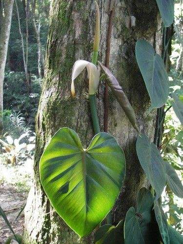 Is Heartleaf philodendron Poisonous