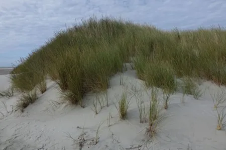 Strandhafer Ammophila Arenaria - 5 Pflanzen Im 9cm Topf Winterhart