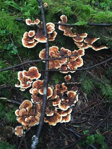 ツガサルノコシカケ科 (Fomitopsidaceae) - PictureThis ツガサルノコシカケ科 (Fomitopsidaceae) - PictureThis